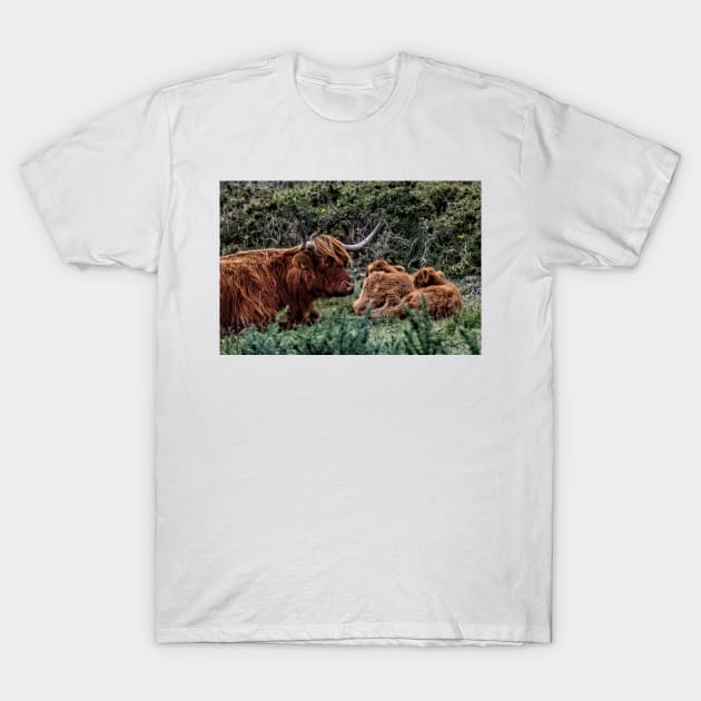 Dartmoor Highland Long Horned Cattle T-Shirt by avrilharris